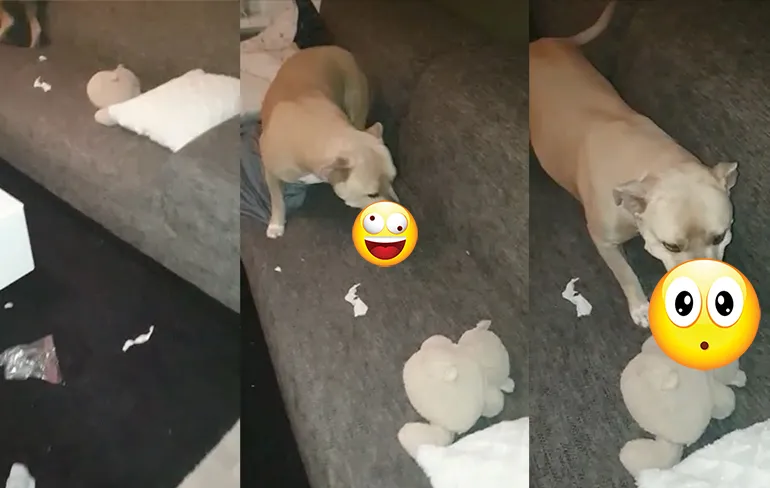 Bazinnetje weet nu ook dat ze haar speeltjes beter moet opruimen