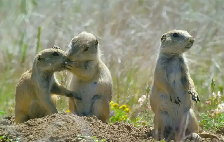 BBC infiltreert in dierenrijk met programma Spy in the Wild