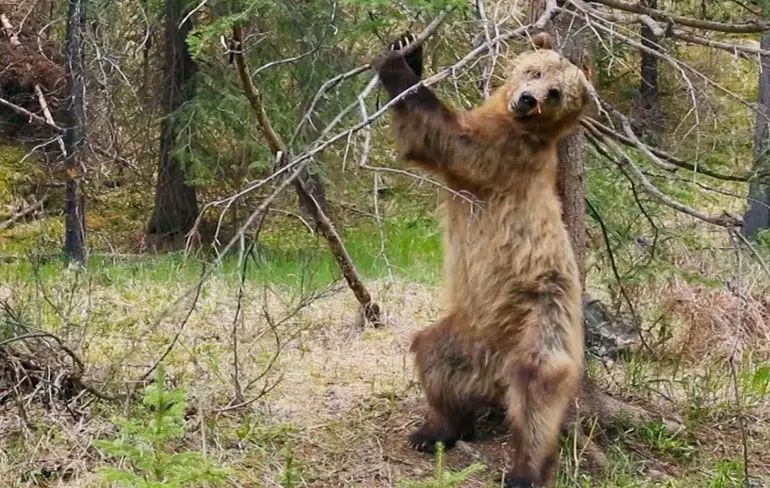 BBC maakt hilarische trailer voor aflevering 2 van Planet Earth 2