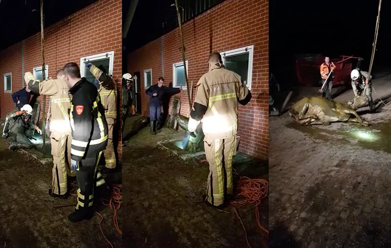 Beelden koe uit mest getakeld na explosie in stal in Markelo