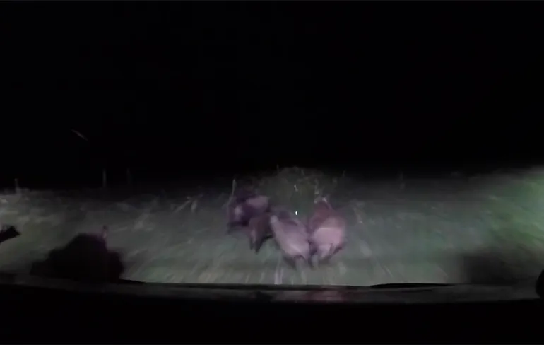 Beelden van nachtelijke wilde zwijnen jacht in Texas