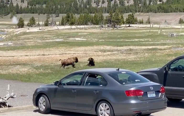 Beer heeft bizon op het menu staan in Yellowstone National Park