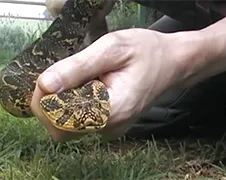 Beet van een gewone pofadder is een nasty aangelegenheid