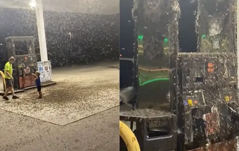 Benzinestation is helemaal bedekt met eendagsvliegen