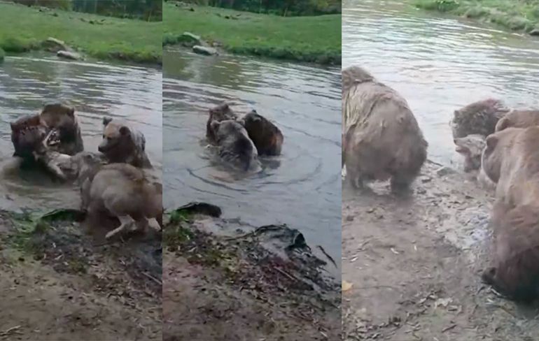 Beren verscheuren wolf in Dierenrijk bij Nuenen