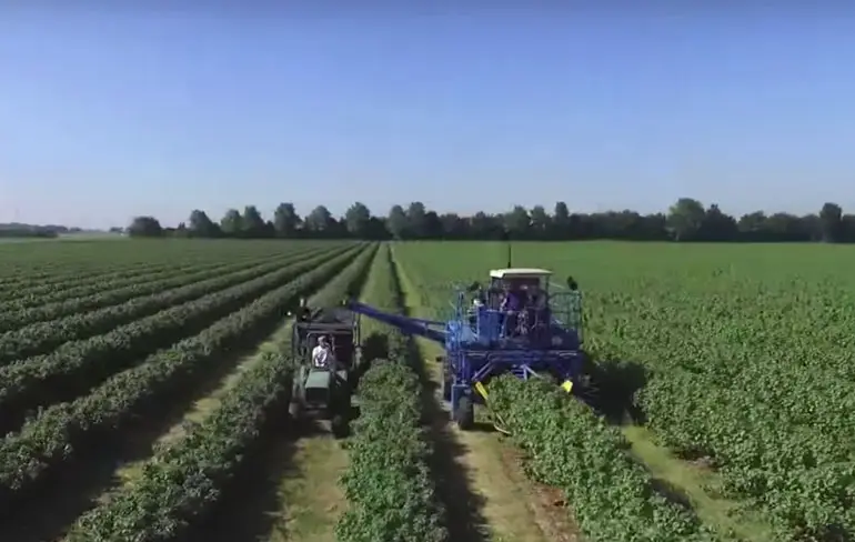 Bessen oogsten met de Samson SFM Technology Blackcurrant Harverster