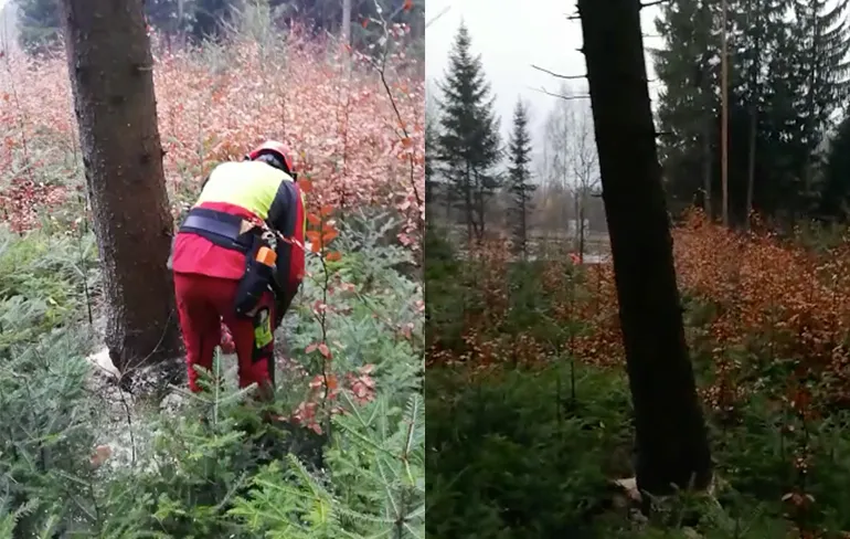 Beunhaas als boomkapper: "Van onderen!" Lekker gewerkt pik!
