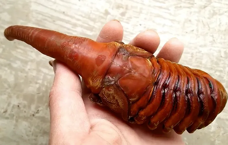 Bewegende pop van Herculeskever lijkt echt op buitenaards wezen