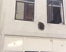 Bijen in Utrecht wilden ook niets van de Tour missen...