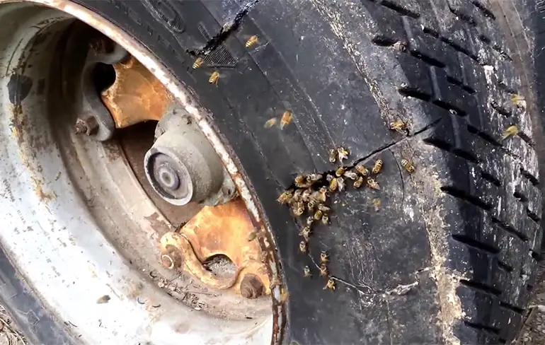 Bijennest verwijderen uit band van tractor trailer