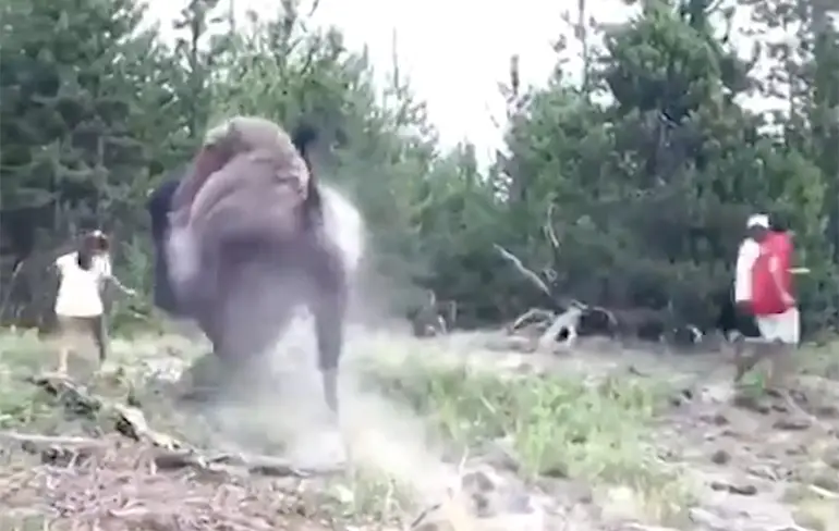 Bison heeft 9-jarig meisje een vliegles