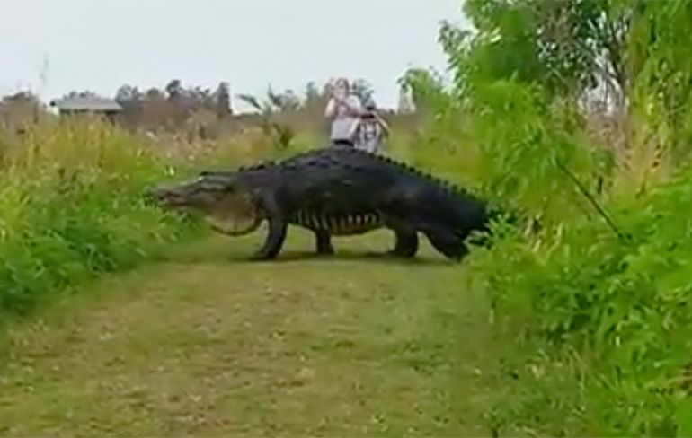 Bizar grote Alligator vastgelegd op camera in Florida