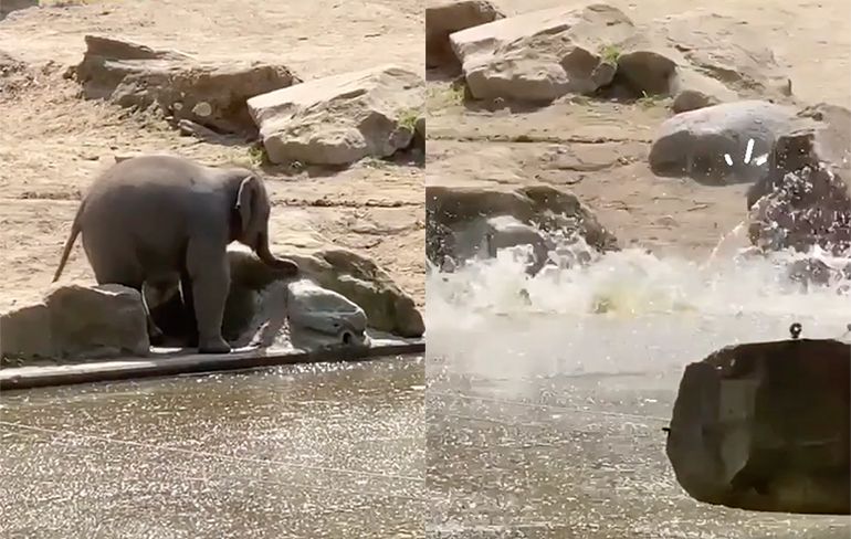 Blijdorp olifantje Radjik neemt een onverwachte duik