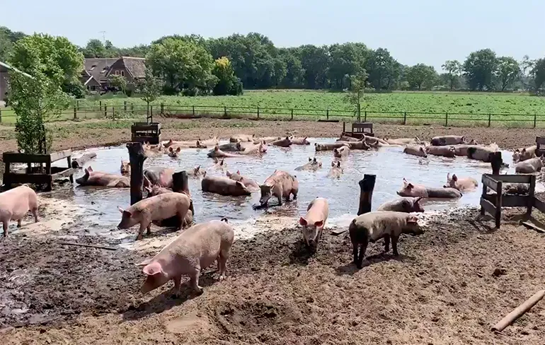 Blije varkens in modderpoel in Heino gaan viraal
