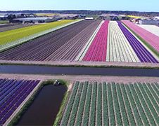 Bloemenvelden bij Keukenhof gefilmd met een Drone