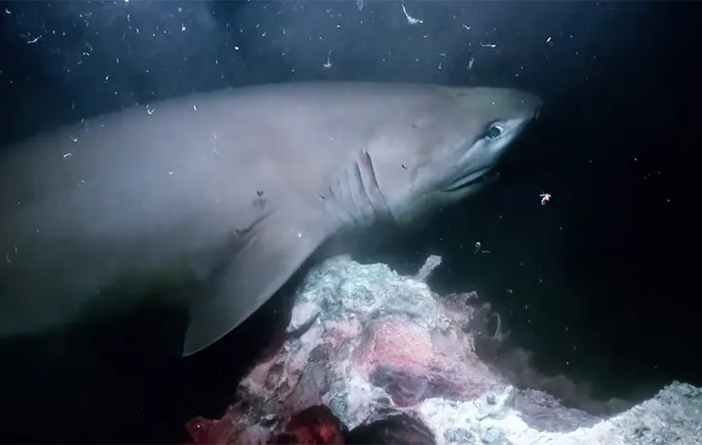 Blue Planet II: Haaien vallen duikbootje aan