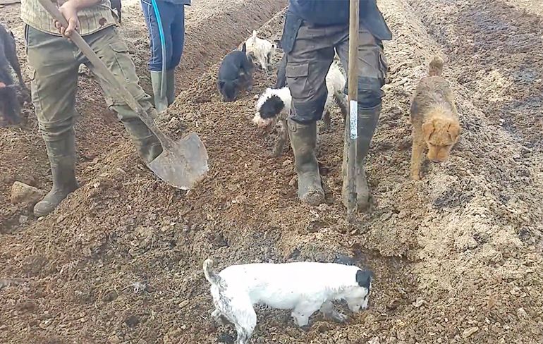Boeren gebruiken honden om rattenprobleem aan te pakken