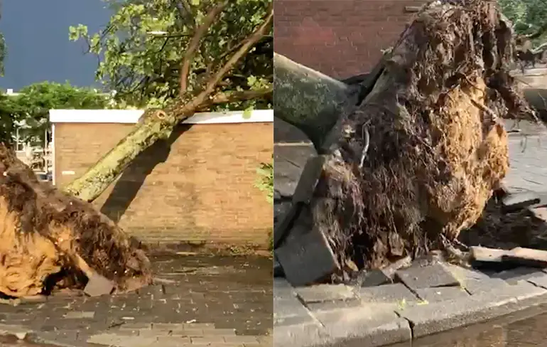 Bomen omgevallen door hoosbuien in Tilburg