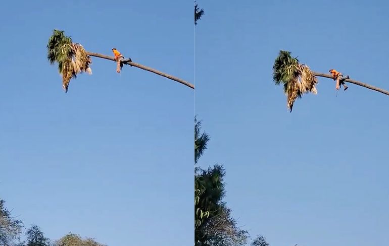 Boombezorger in Californië houdt van spanning tijdens snoeien palmboom