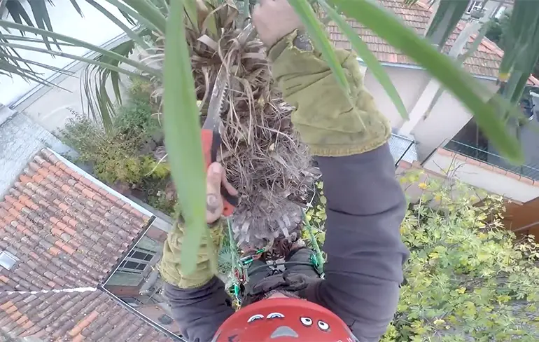 Boomverzorger in Frankrijk heeft ineens last van een vuurtje in een palmboom