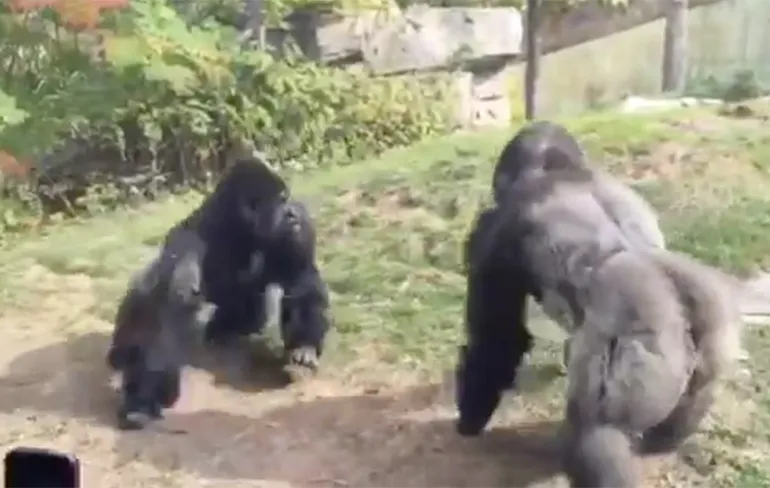 Boze Gorilla's geven bezoekers Omaha Zoo echt waar voor hun geld!