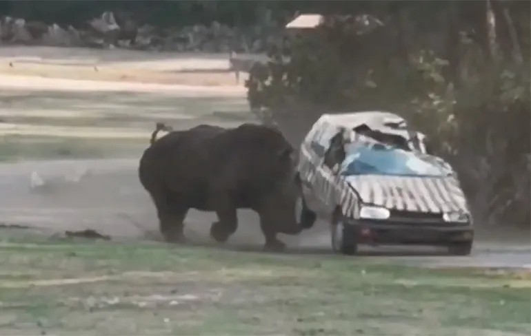 Boze neushoorn valt auto verzorger aan in Duitse Serengeti Park Hodenhagen