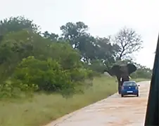 Boze olifant kantelt auto Britse toeriste