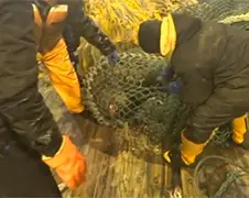 Boze zeeleeuw vast in net op vissersboot