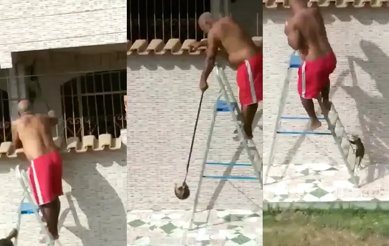 Braziliaanse Peppi en Kokki proberen een buidelrat weg te jagen