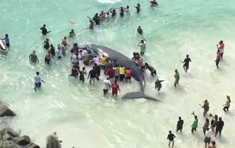 Braziliaantjes blij omdat reddingspoging gestrande walvis succesvol is