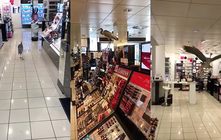 Brutale reiger in Gouda wil ook weleens lekker ruiken