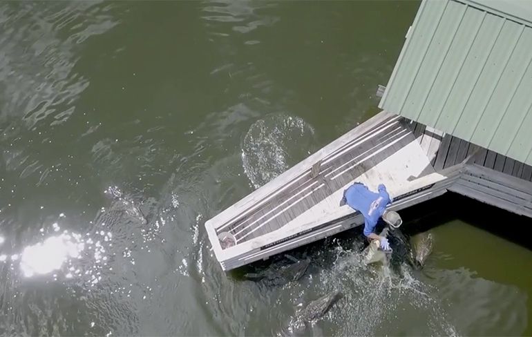 Brute drone beelden van voeren van krokodillen in Florida