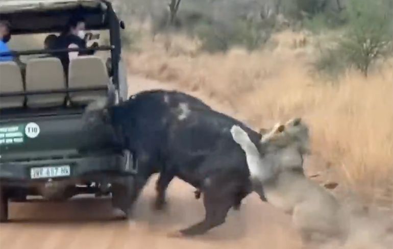 Buffel ramt safari jeep en kan zo eventjes ontsnappen aan leeuwen