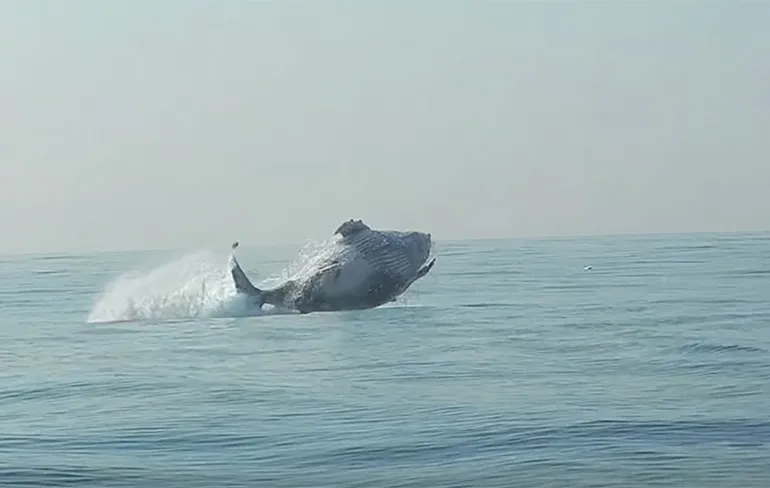 Bultrug van 40 ton heeft er zin in en springt uit het water