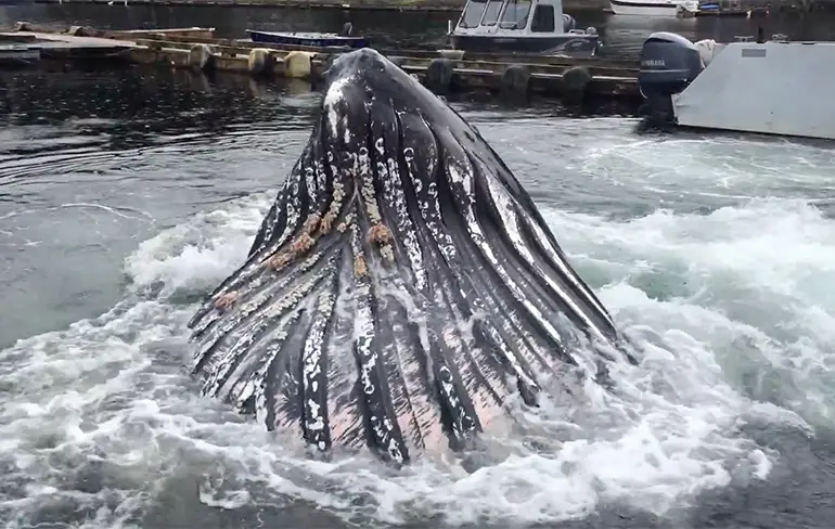 Bultrug walvis komt even gedag zeggen in Ketchikan in Alaska