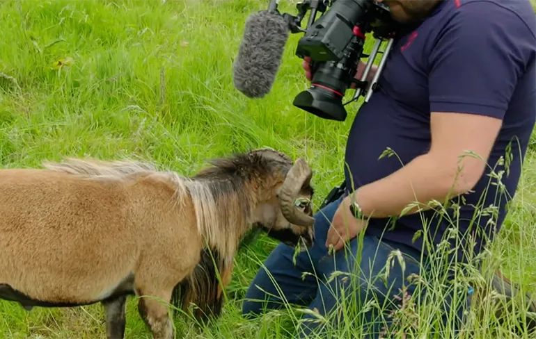 Cameraman BBC krijgt een pijnlijke ervaring met een schaap cadeau