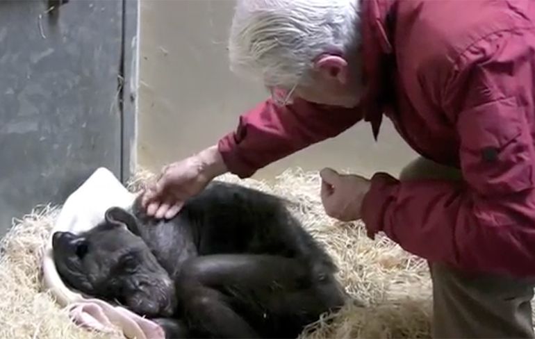 Chimpansee Mama neemt afscheid van een oude vriend
