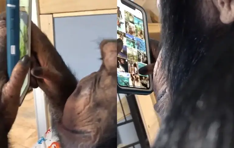 Chimpansee weet precies hoe Instagram werkt