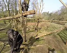 Chimpansees Burger's Zoo halen Drone naar beneden