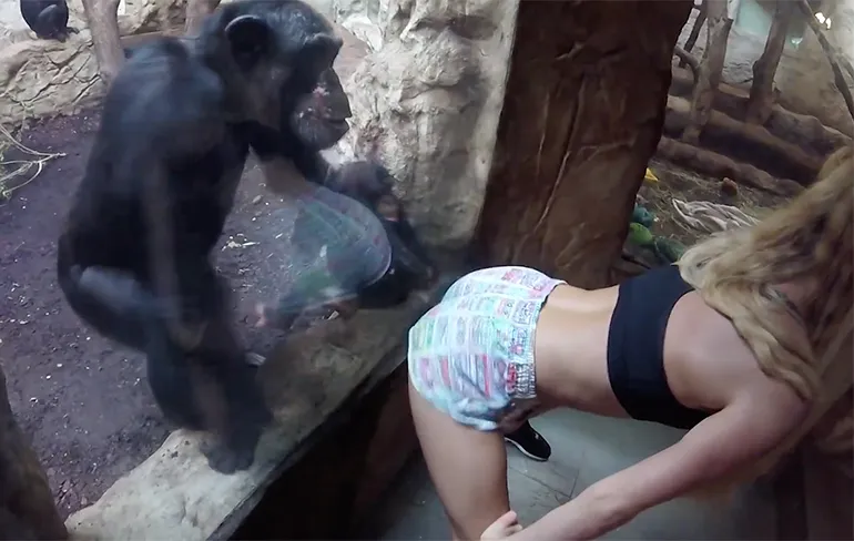 Chimpansees in dierentuin zien twerkende dame wel zitten!
