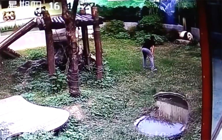 Chinees springt in Pandaverblijf om panda van dichtbij te bekijken