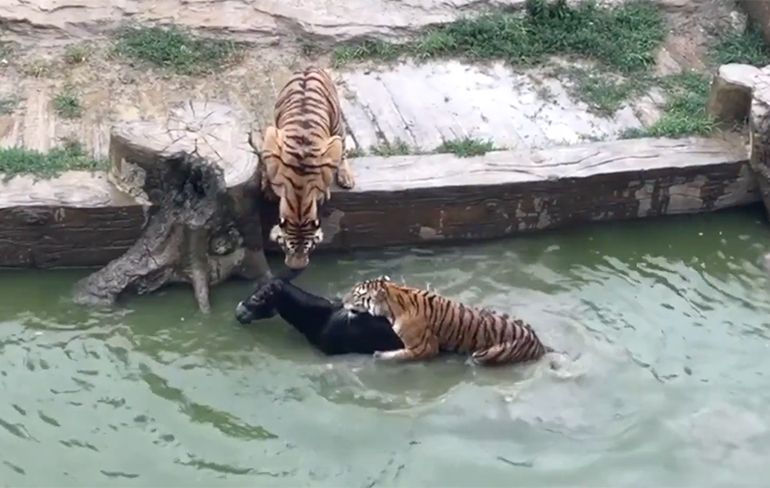 Chinese dierentuin voert levende ezel aan tijgers