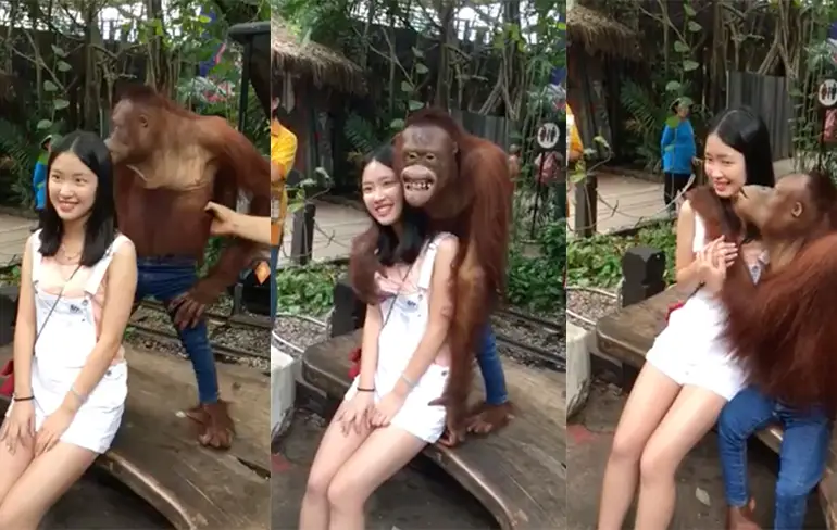 Chinese toeriste gaat op de foto met grijpgrage Orang-oetan