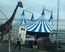 Circus in Mexicaanse Monterrey mist giraffe