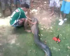 Cobra in Brazilië heeft Pitbull opgegeten