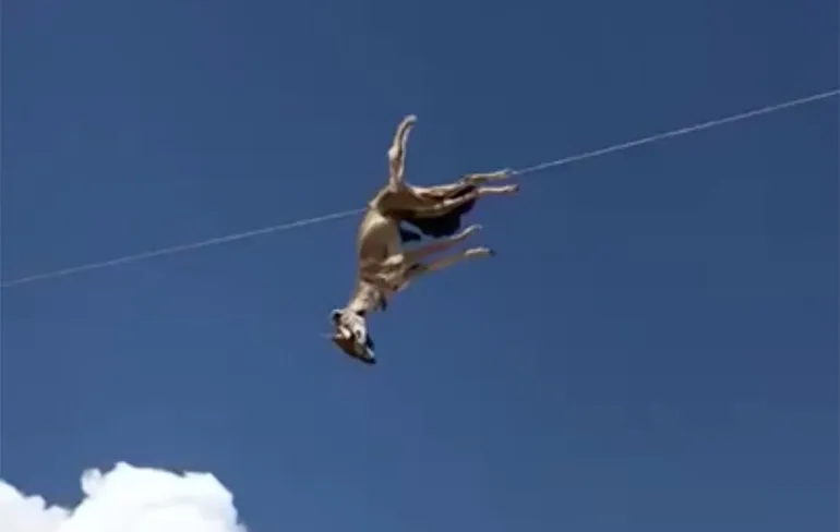 Coyote met grote rat in zijn mond hangt aan hoogspanningslijn in Texas