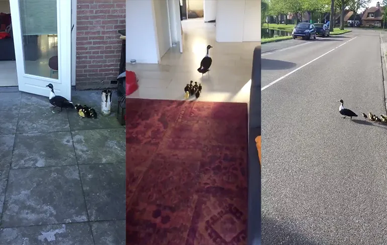 Cute moment van de dag: Eend met kroost steelt de show!