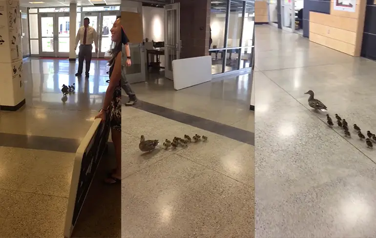 Cute moment van de dag: Eend waggelt met kroost door school