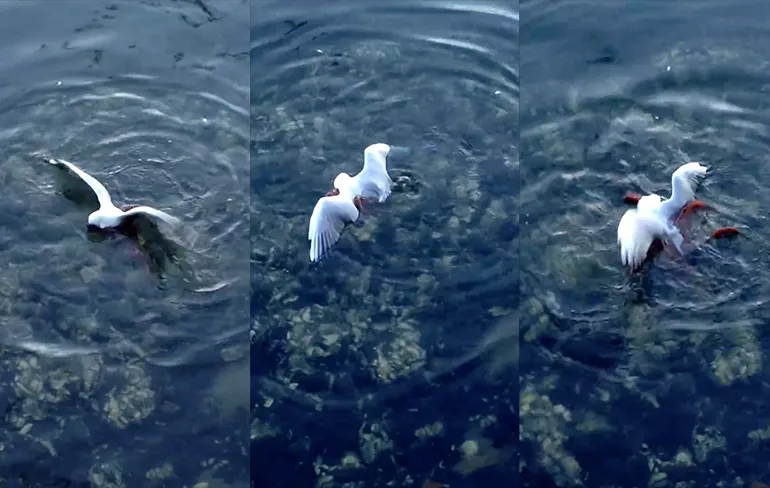 Dat zie je ook niet vaak: Octopus vangt meeuw