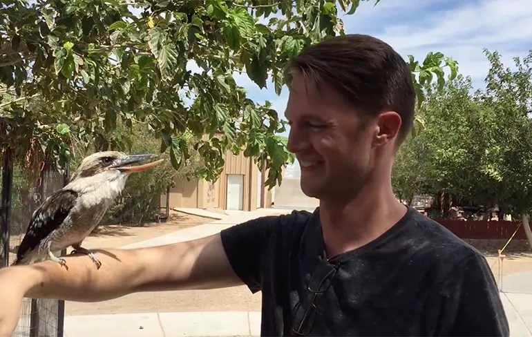 De Kookaburra heeft een zeer aanstekelijke lach